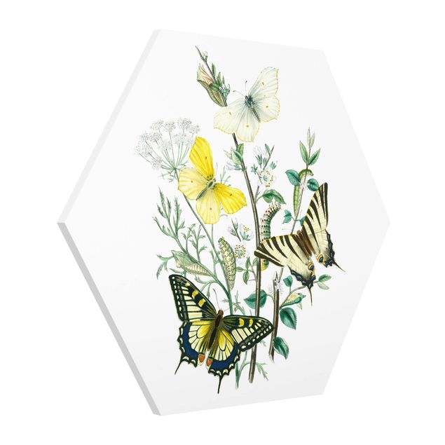 Prints animals British Butterflies III