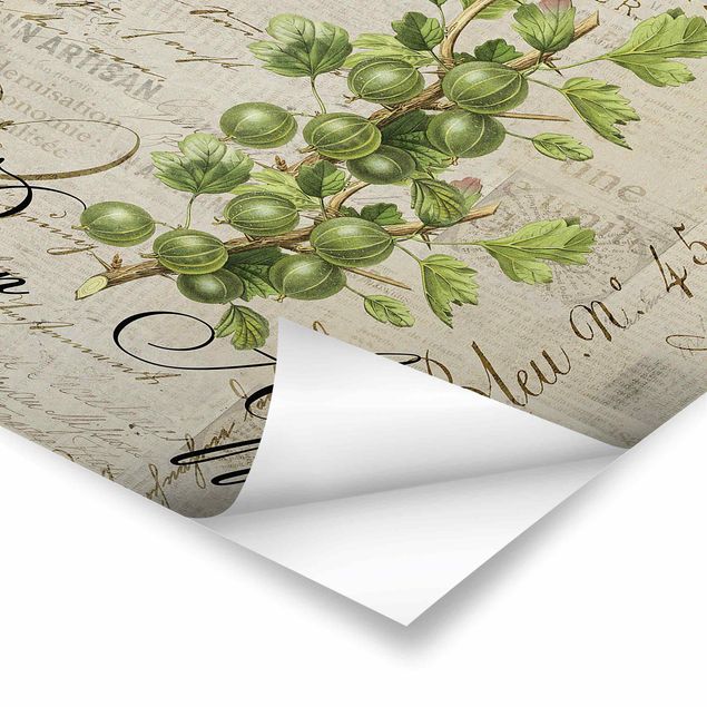 Prints Shabby Chic Collage - Gooseberry