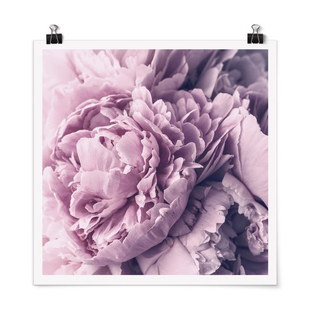 Prints flower Purple Peony Blossoms