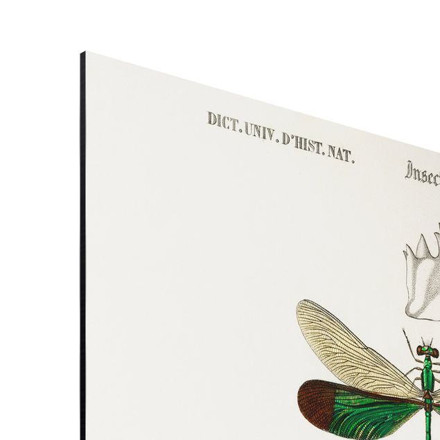 Prints Vintage Board Dragonflies