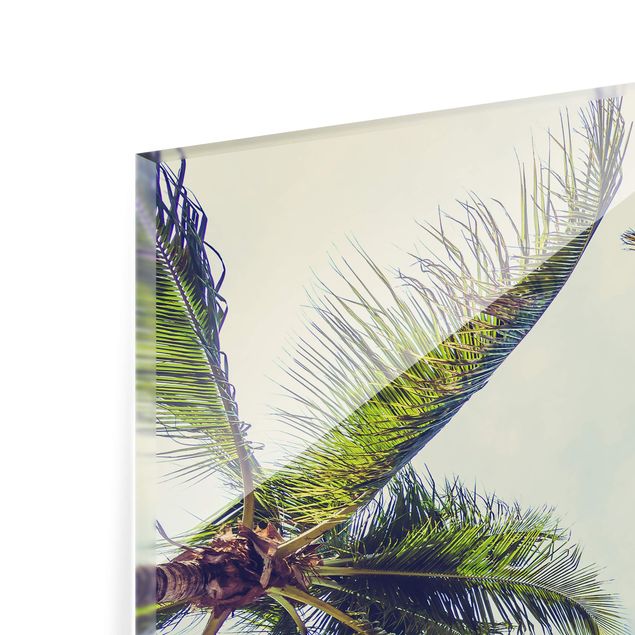 Splashback - The Palm Trees - Square 1:1