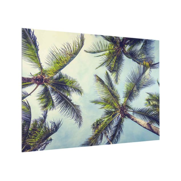 Glass splashback landscape The Palm Trees