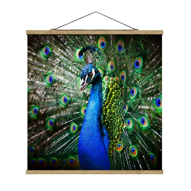 Feather prints Noble Peacock