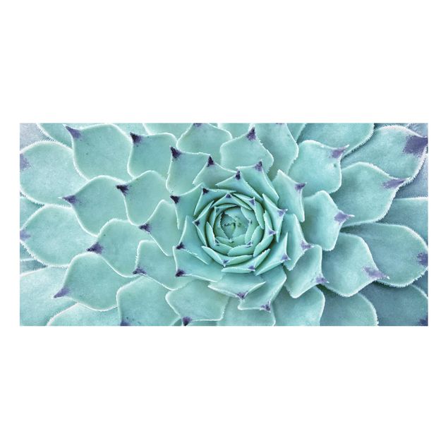 Glass Splashback - Cactus Agave - Landscape 1:2