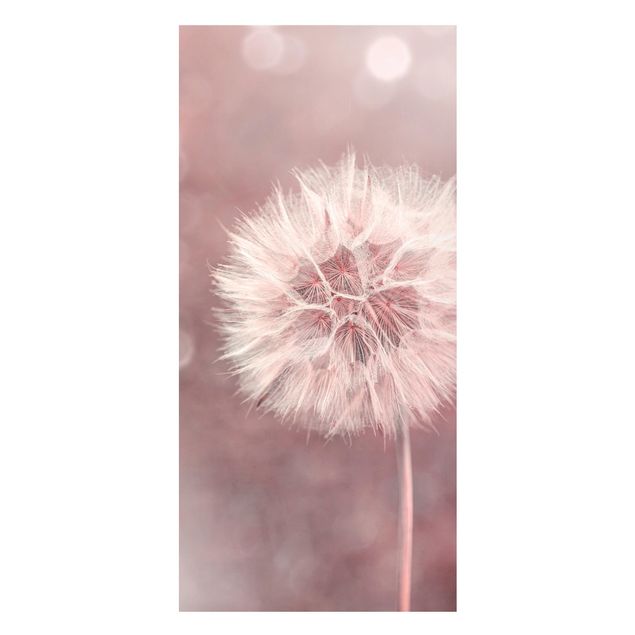 Magnet boards flower Dandelion Bokeh Light Pink
