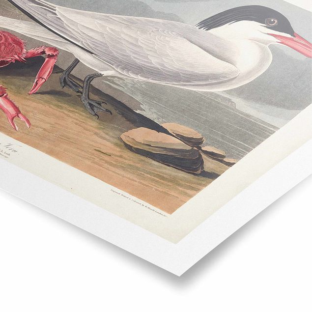 Red art prints Vintage Board Sandwich Tern