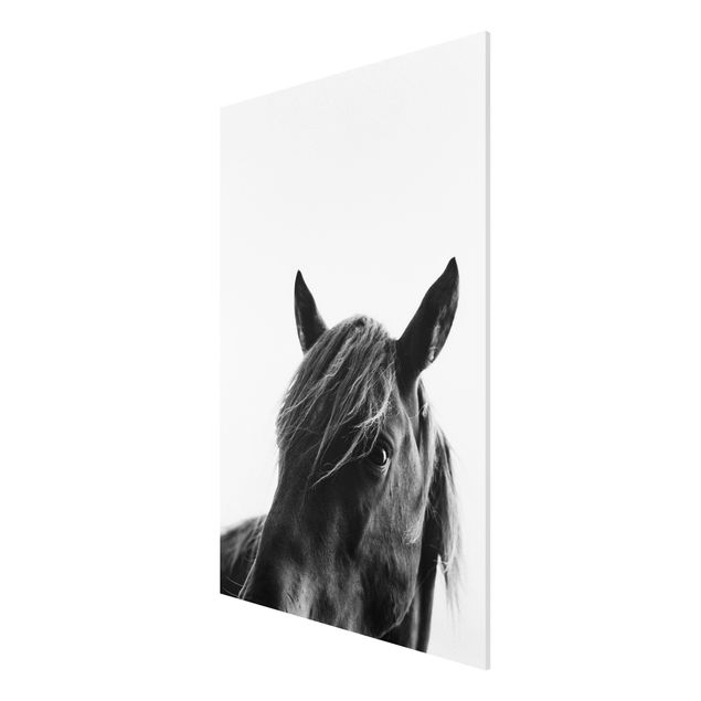 Canvas art Curious Horse