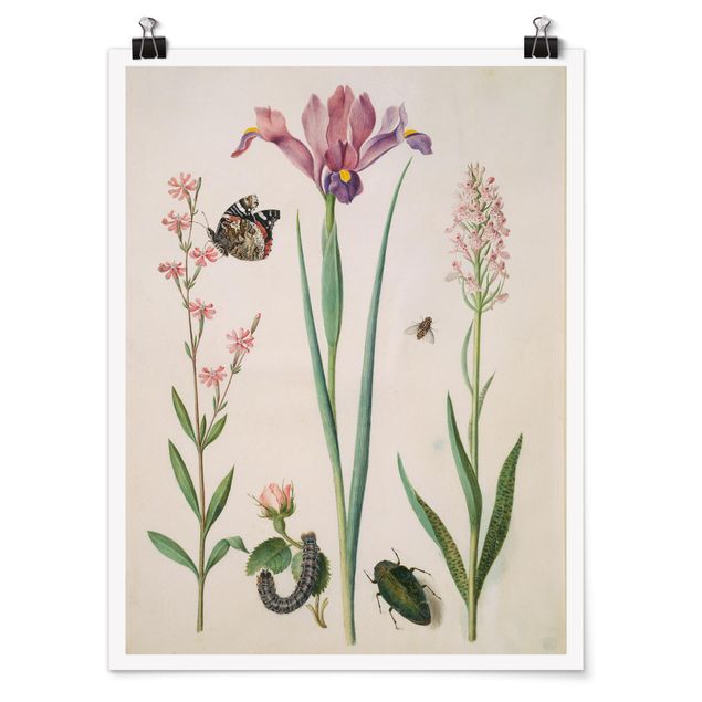 Art posters Anna Maria Sibylla Merian - Rock Lychnis And Rose