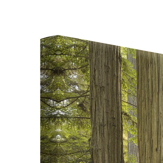 Green canvas wall art Redwood State Park Forest View