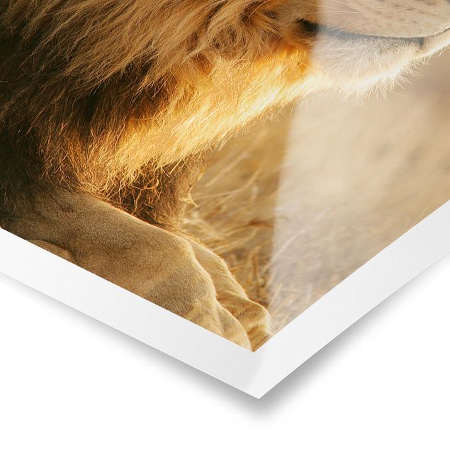 Prints brown King Lion