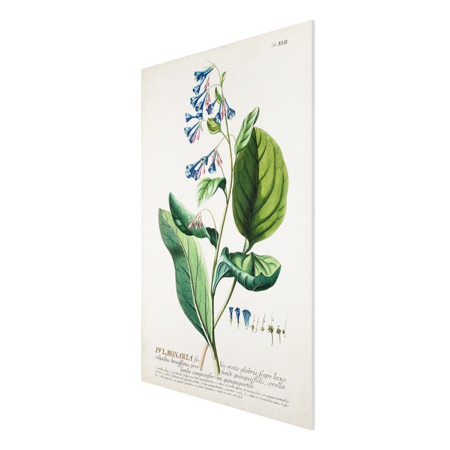 Floral canvas Vintage Botanical Illustration Lungwort