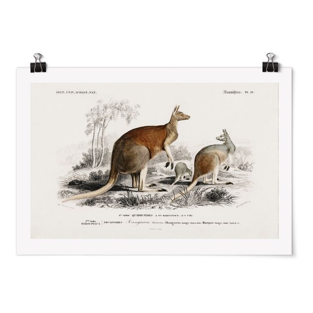 Prints animals Vintage Board Kangaroo