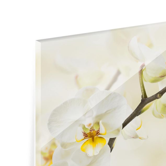 Glass Splashback - orchid branch - Landscape 2:3