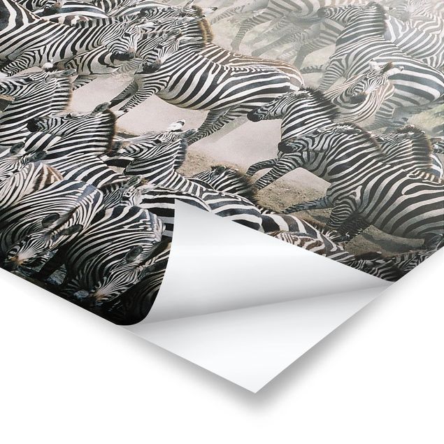Prints Zebra Herd