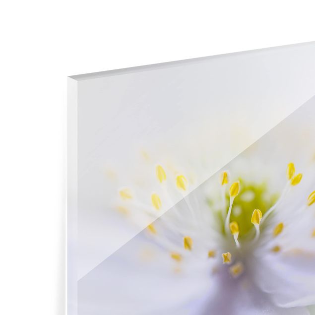 Glass Splashback - Anemone Beauty - Landscape 2:3