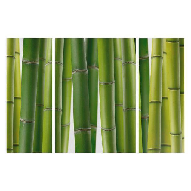Canvas prints bamboo Bamboo Plants