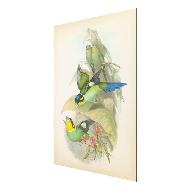 Animal wall art Vintage Illustration Tropical Birds