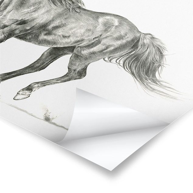 Prints Wild Horse Trial - Mare