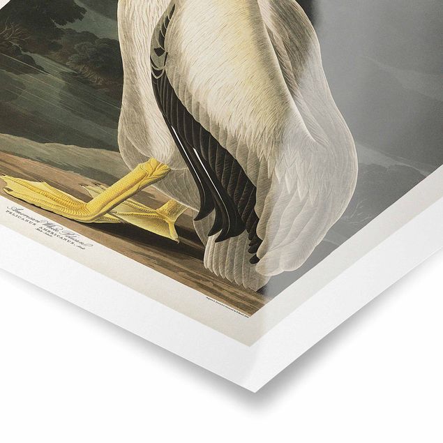 Prints Vintage Board White Pelican