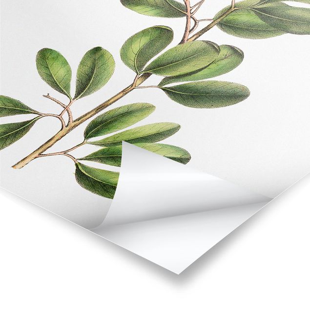 Poster print Foliage With Flowers III