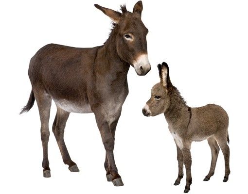 Wall decal No.721 The Donkey Family