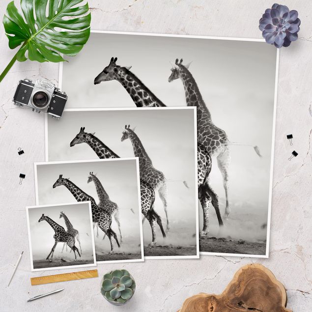 Prints Giraffe Hunt