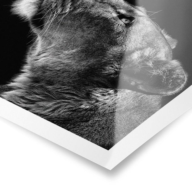 Prints black and white Portrait Of A Lioness