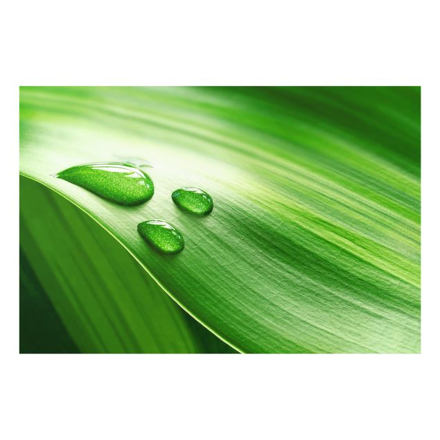 Glass Splashback - Banana Leaf With Drops - Landscape 2:3