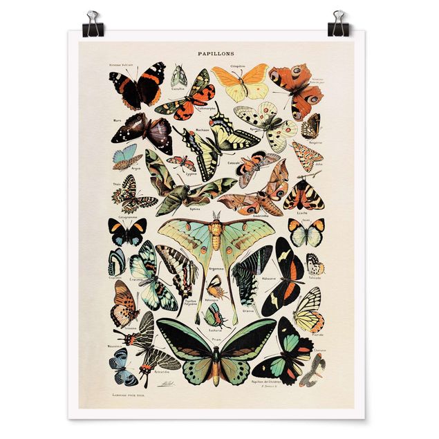 Prints animals Vintage Board Butterflies And Moths