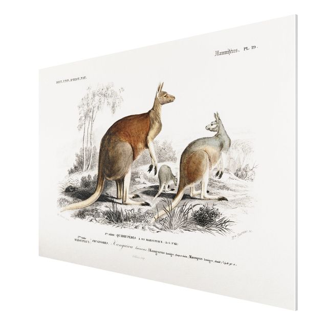 Vintage posters Vintage Board Kangaroo