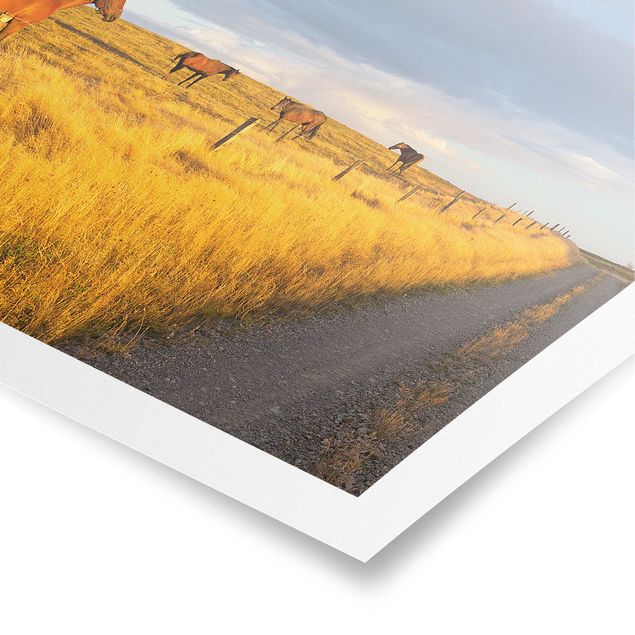 Contemporary art prints Field Road And Horse In Evening Sun
