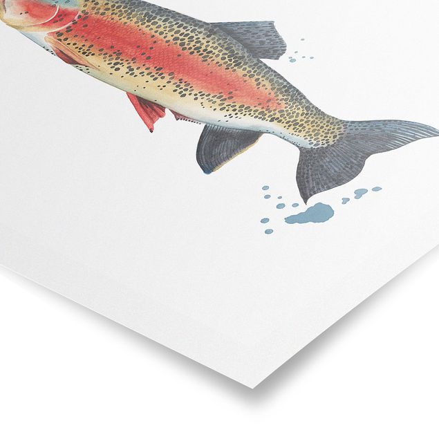 Posters animals Color Catch - Trout