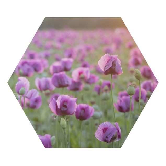 Modern art prints Purple Poppy Flower Meadow In Spring