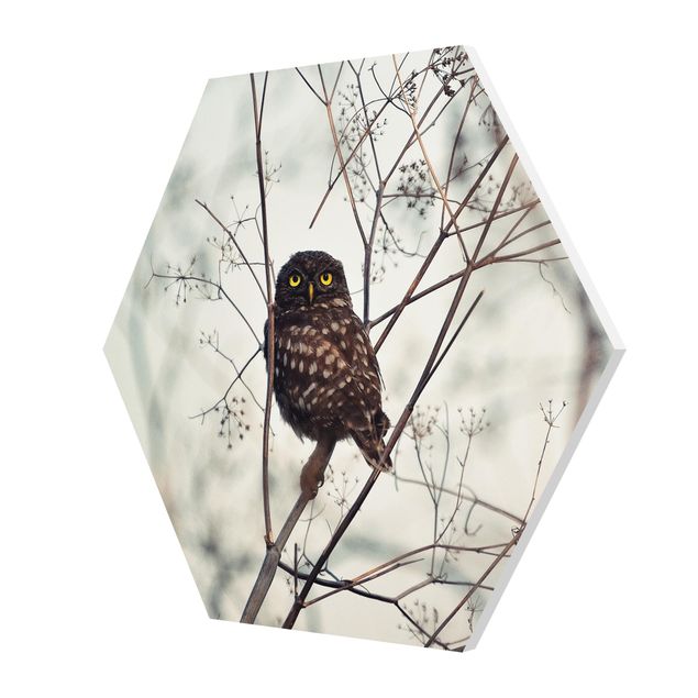Hexagon shape pictures Owl In The Winter