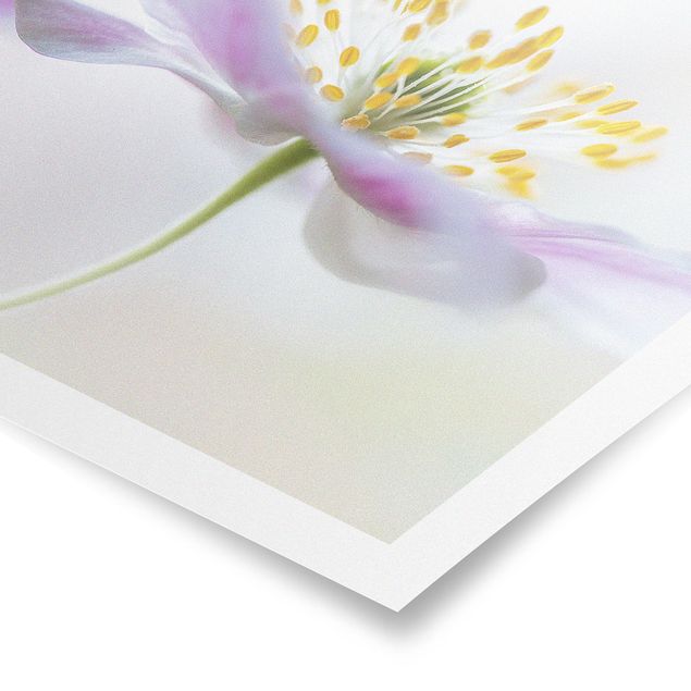 Contemporary art prints Windflower In White