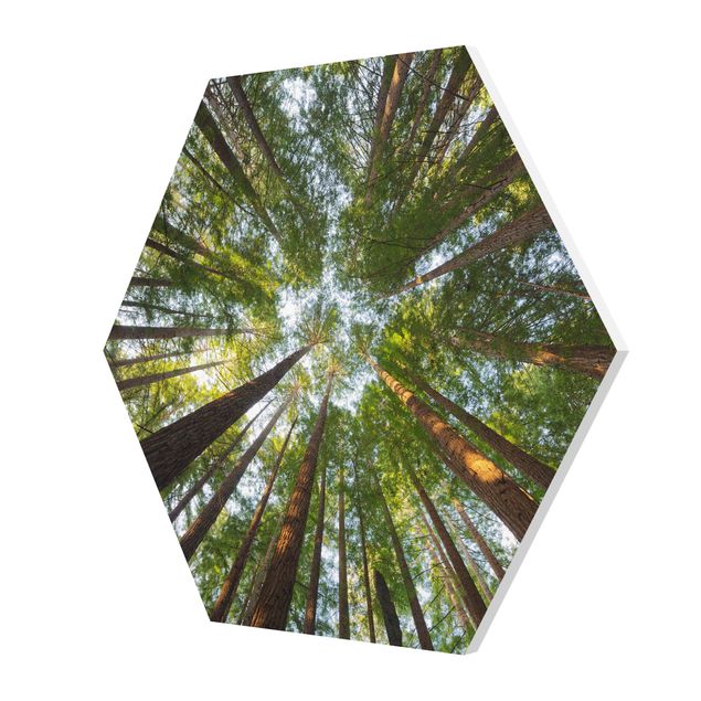 Prints nature Sequoia Tree Tops