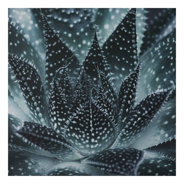 Glass splashbacks Cactus Drizzled With Starlight At Night
