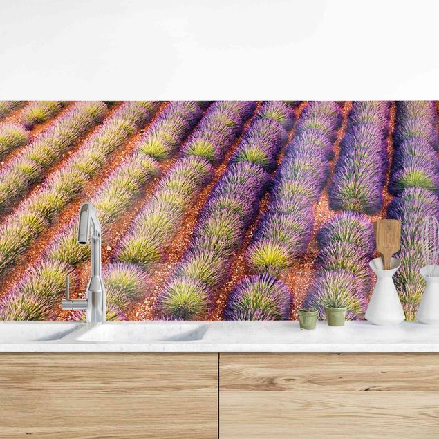 Kitchen splashback flower Picturesque Lavender Field