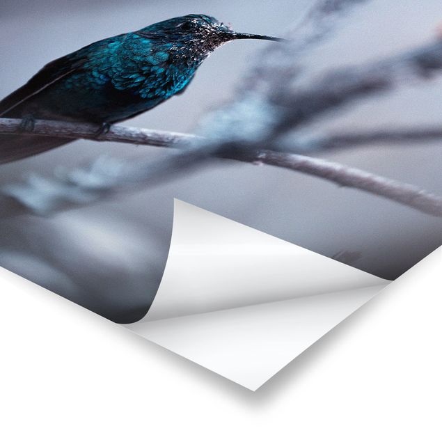 Prints Hummingbird In Winter