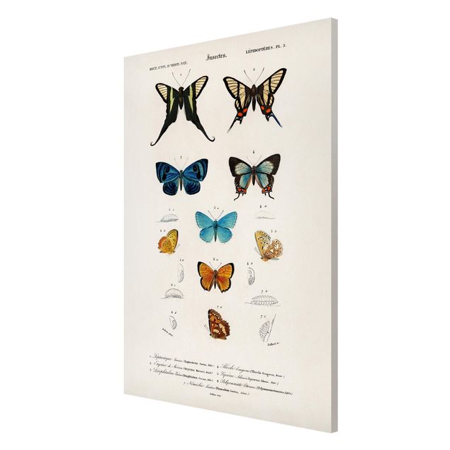 Magnet boards animals Vintage Board Butterflies I