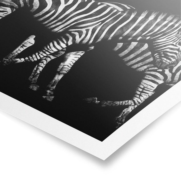 Posters black and white Zebra In The Dark