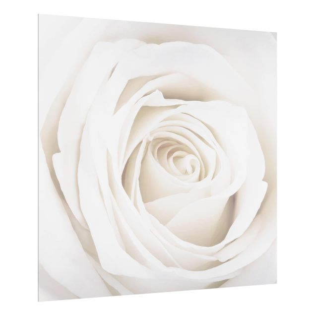 Glass splashback Pretty White Rose