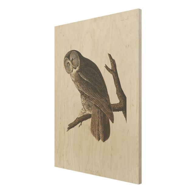 Prints Vintage Board Great Owl