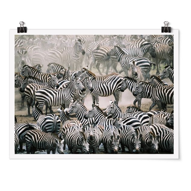 Posters black and white Zebra Herd