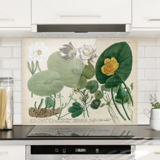 Kitchen Vintage Illustration White Water-Lily