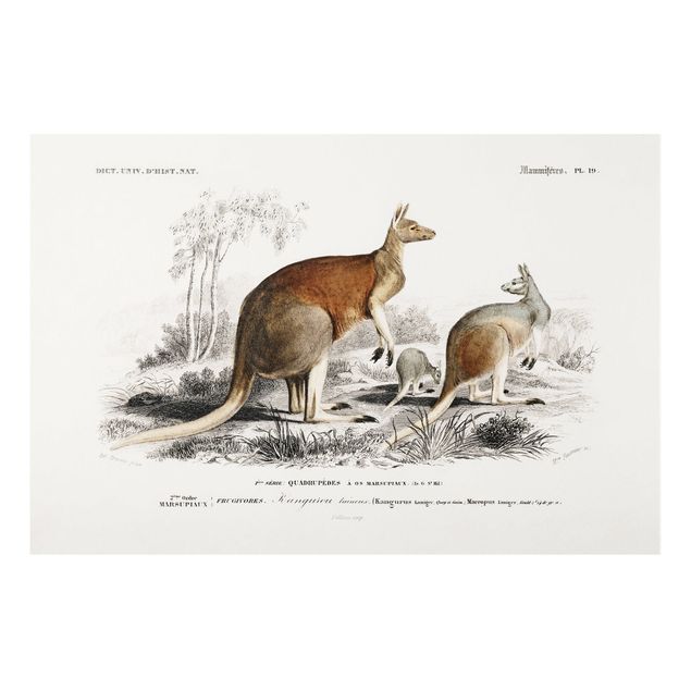 Prints Australia Vintage Board Kangaroo