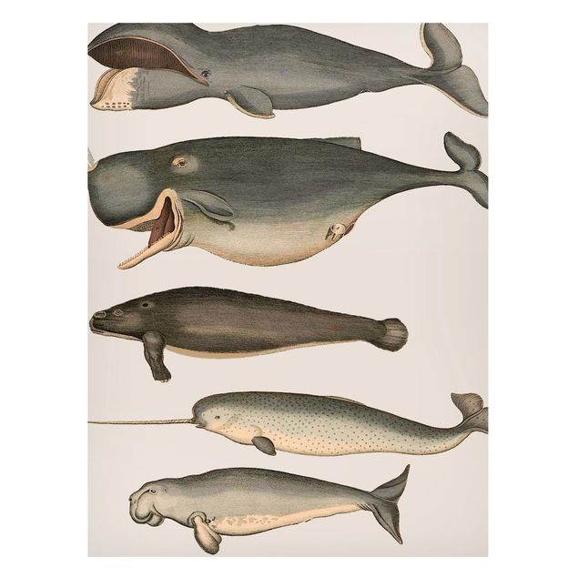Prints fishes Five Vintage Whales