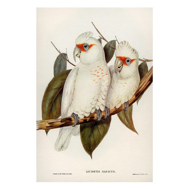 Magnet boards flower Vintage Illustration White Cockatoo