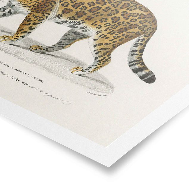 Prints animals Vintage Board Jaguar