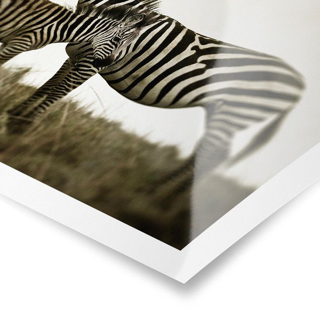 Prints black and white Zebra Couple